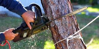 Best Residential Tree Removal  in Cullowhee, NC